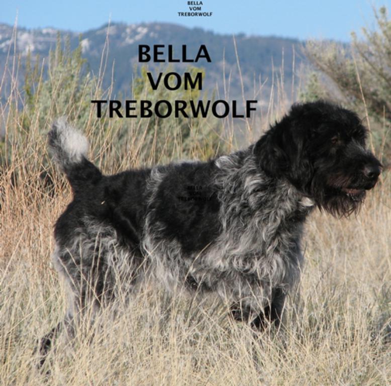 bellavomtreborwor